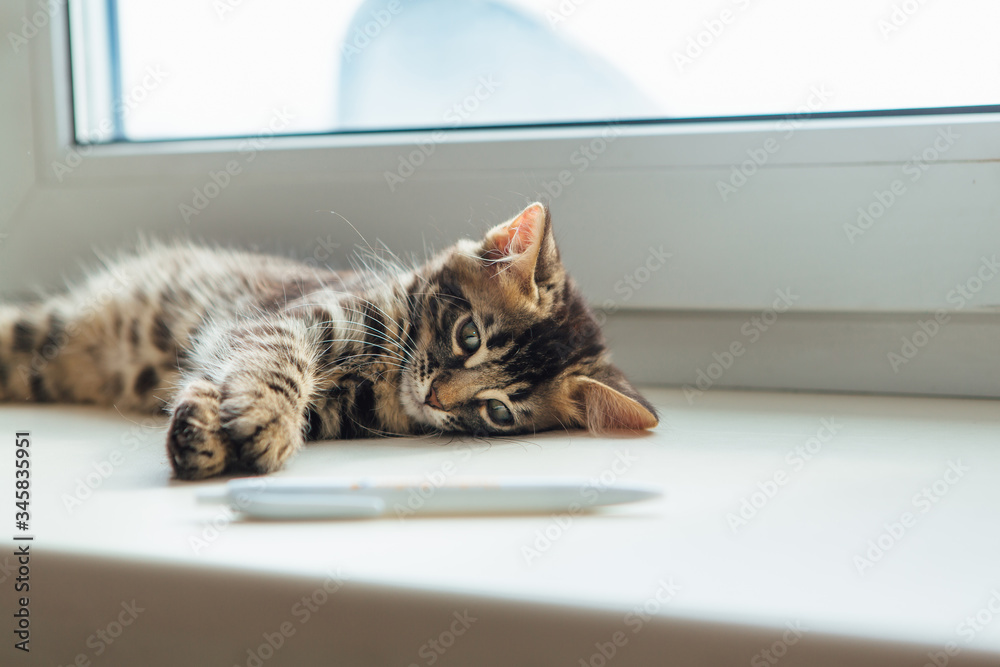 Cute charcoal bengal kitty cat laying windowsill and playing with a pen.