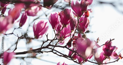closeup shot of magnolia