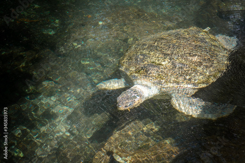 A huge sea turtle in the sea near the rocks.