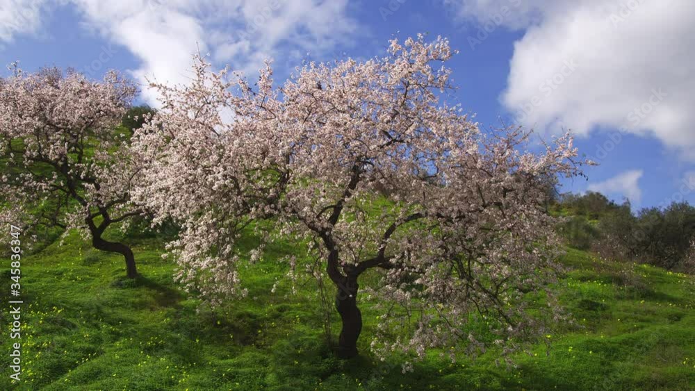 WS Blossoming almond tree (Prunus dulcis) WS Blossoming almond tree (Prunus dulcis)