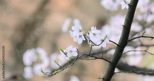 closeup shot of cherry blossom