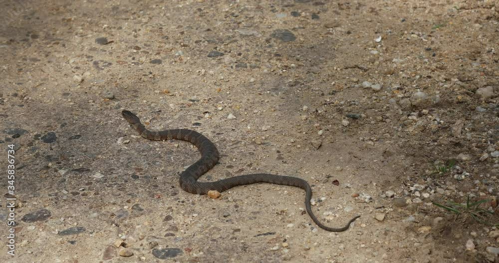 A dangerous copperhead snake in the wilderness A dangerous copperhead snake in the wilderness