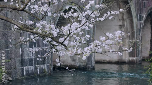 cherry blossoms over the river