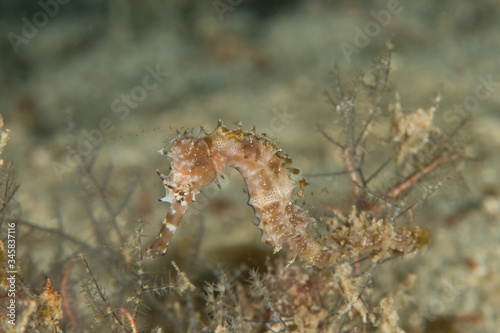 Hippocampus histrix. The spiny seahorse, also referred to as the thorny seahorse, is a small marine fish in the family Syngnathidae, native to the Indo-Pacific area © Albert