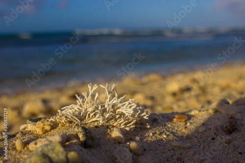 Coral en la playa arashi aruba photo
