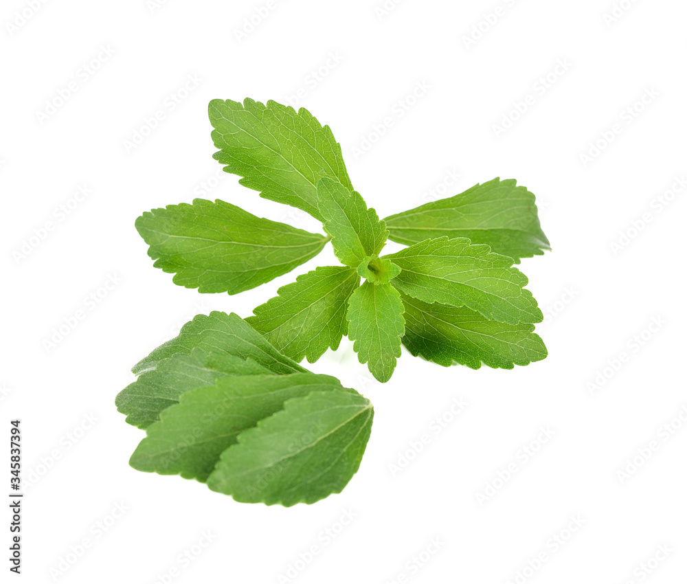 Stevia rebaudiana plant isolated on white background Stevia rebaudiana plant isolated on white background