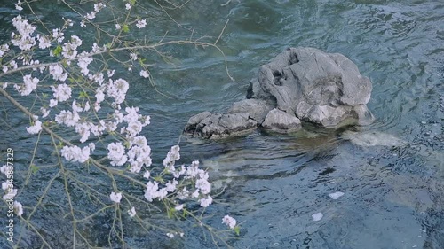 cherry blossoms over the river