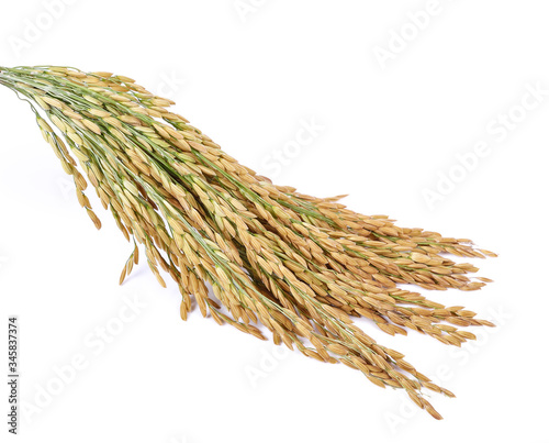 paddy rice seed on a white background
