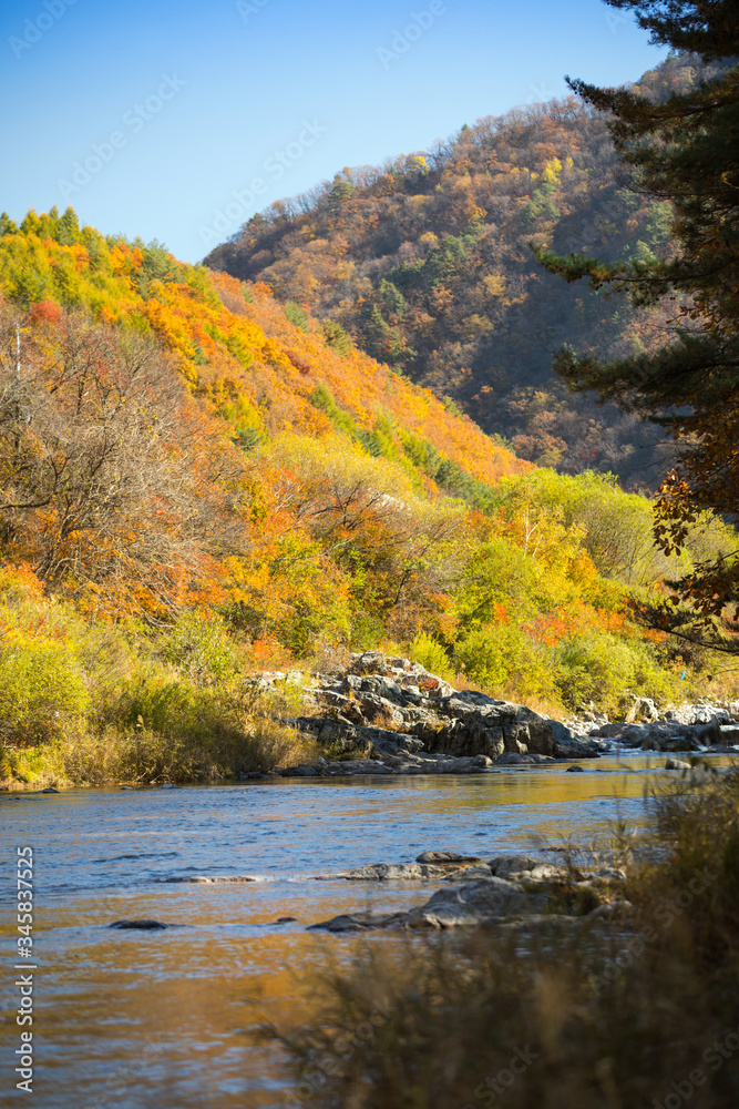 Autumn forest river landscape, South Korea Autumn forest river landscape, South Korea