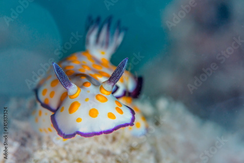 Hypselodoris pulchella is a species of sea slug  a dorid nudibranch  a marine gastropod mollusk in the family Chromodorididae.