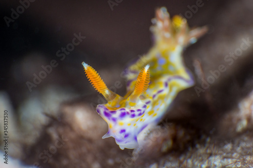 Ceratosoma tenue is a species of colourful dorid nudibranch, a sea slug, a shell-less marine gastropod mollusk in the family Chromodorididae. photo