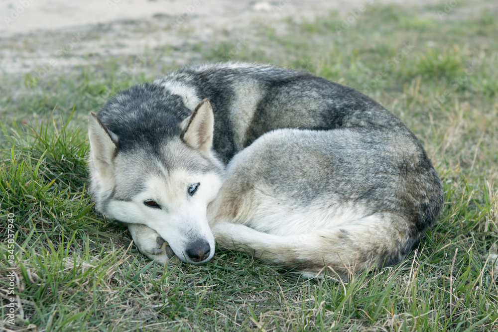 homeless sad gray dog with different eyes (heterochromia, one blue eye and the other brown) a mixture of a husky with a curled up curled up and lies on the grass