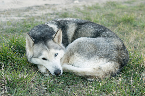 homeless sad gray dog with different eyes  heterochromia  one blue eye and the other brown  a mixture of a husky with a curled up curled up and lies on the grass
