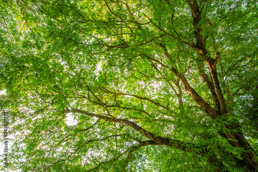 Beautiful forest tree. Nature green leaves background with daylight Beautiful forest tree. Nature green leaves background with daylight