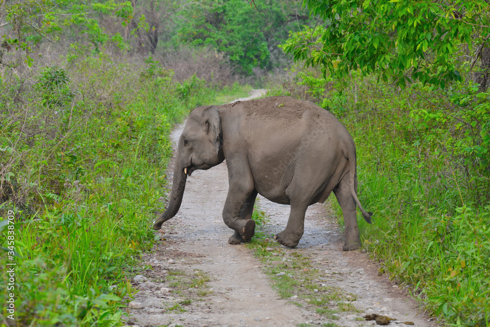 wild elephant cross the road