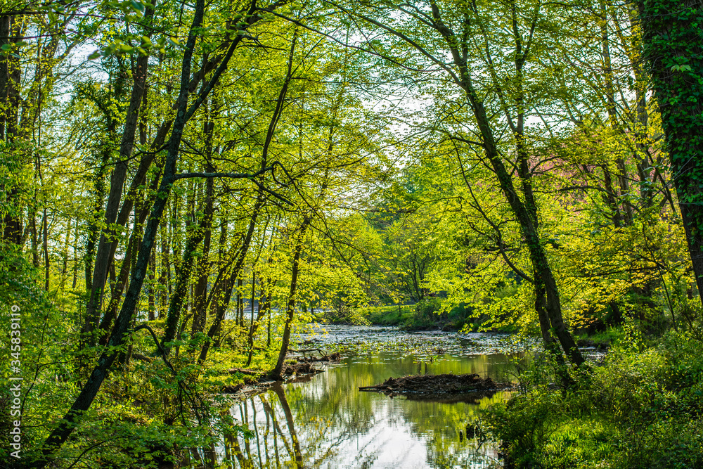 river in the forest