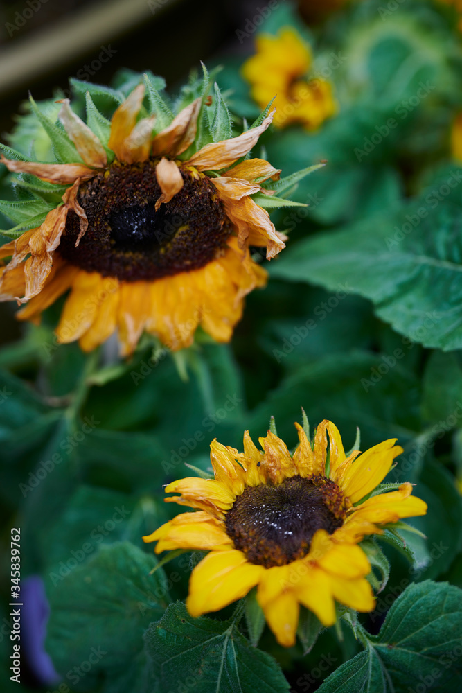 Naklejka premium ひまわり