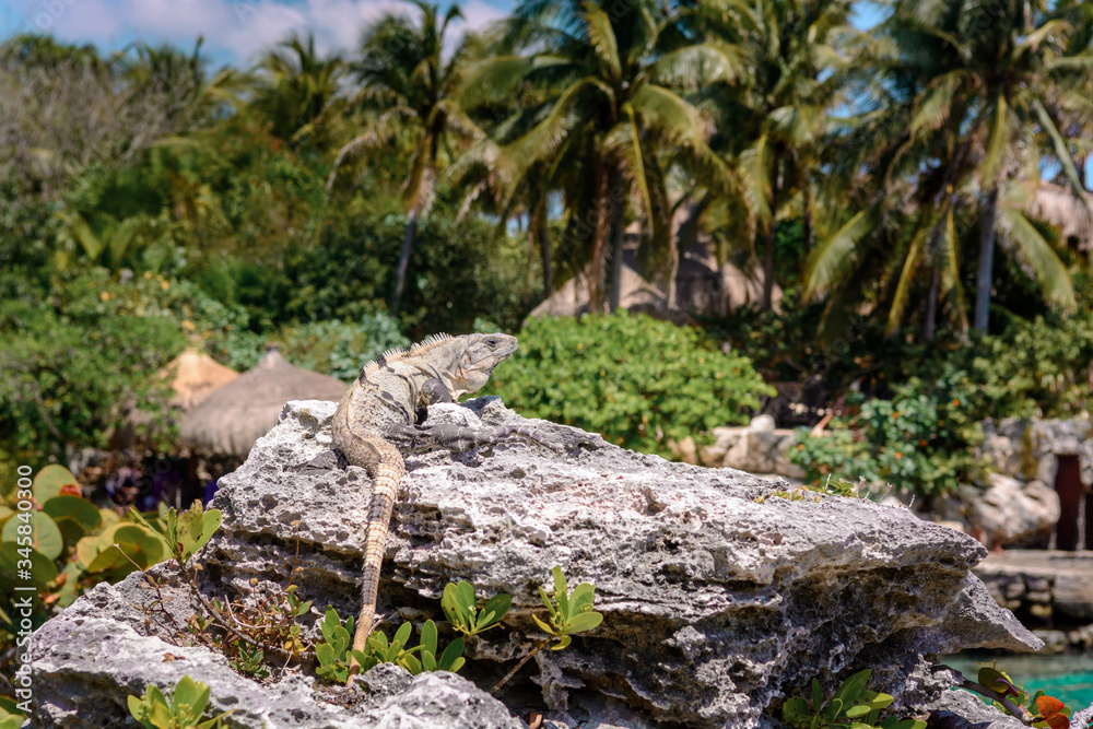 Iguana on the rocks basks in the sun.