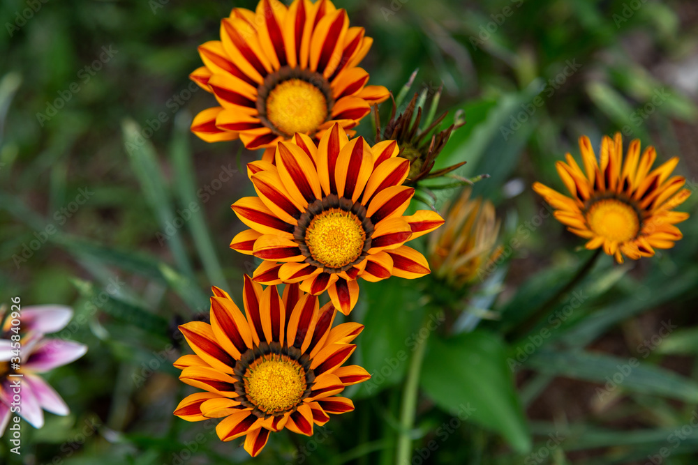 Colorful Flower Colorful Flower