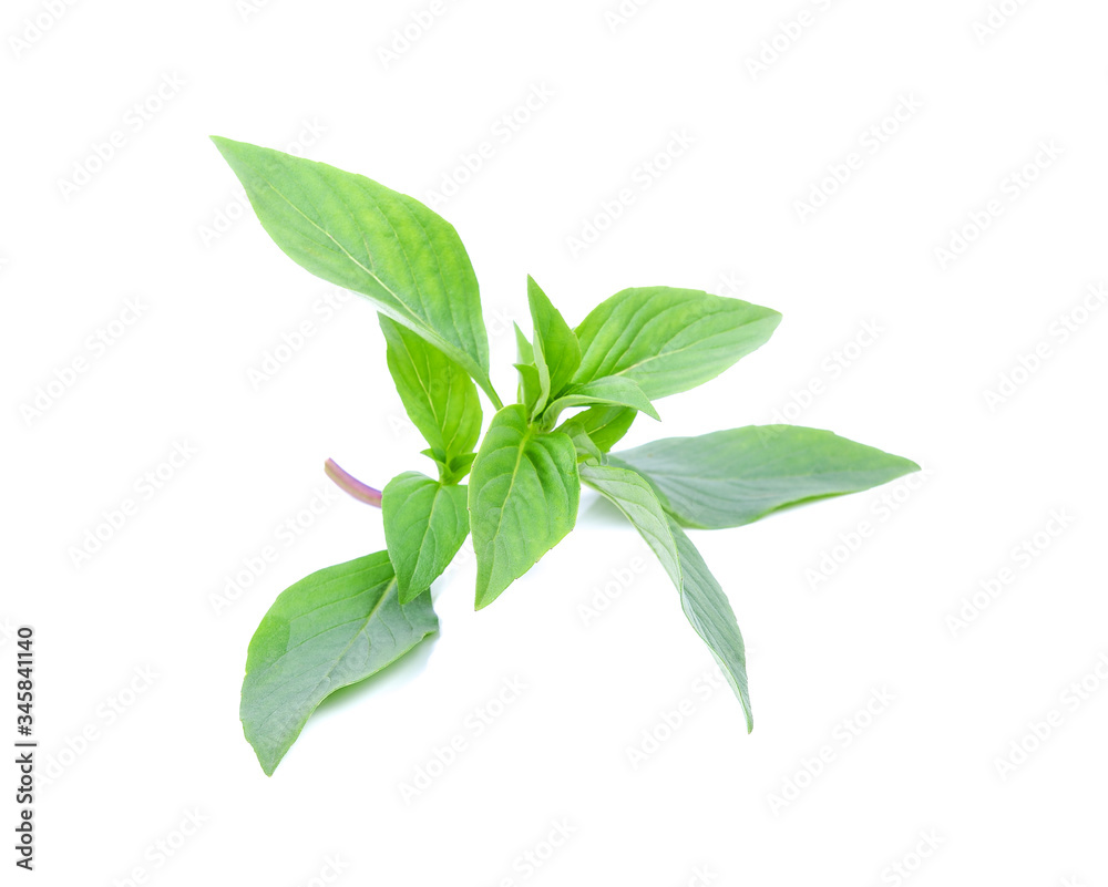 basil leaves isolated on white background basil leaves isolated on white background