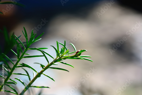 Moss rose plant with light bokeh and blurred background.