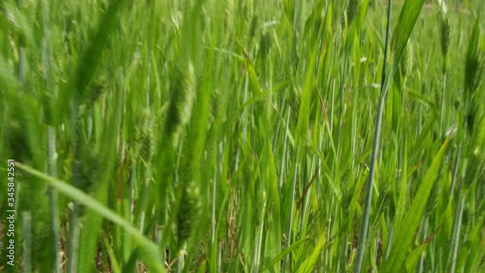 CU POV Camera moving through wheat in field CU POV Camera moving through wheat in field