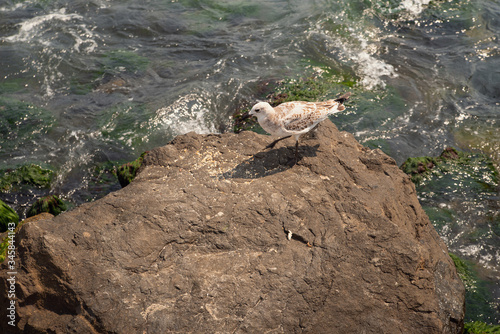 A seagull stands on a coastal stone on which bread crumbs