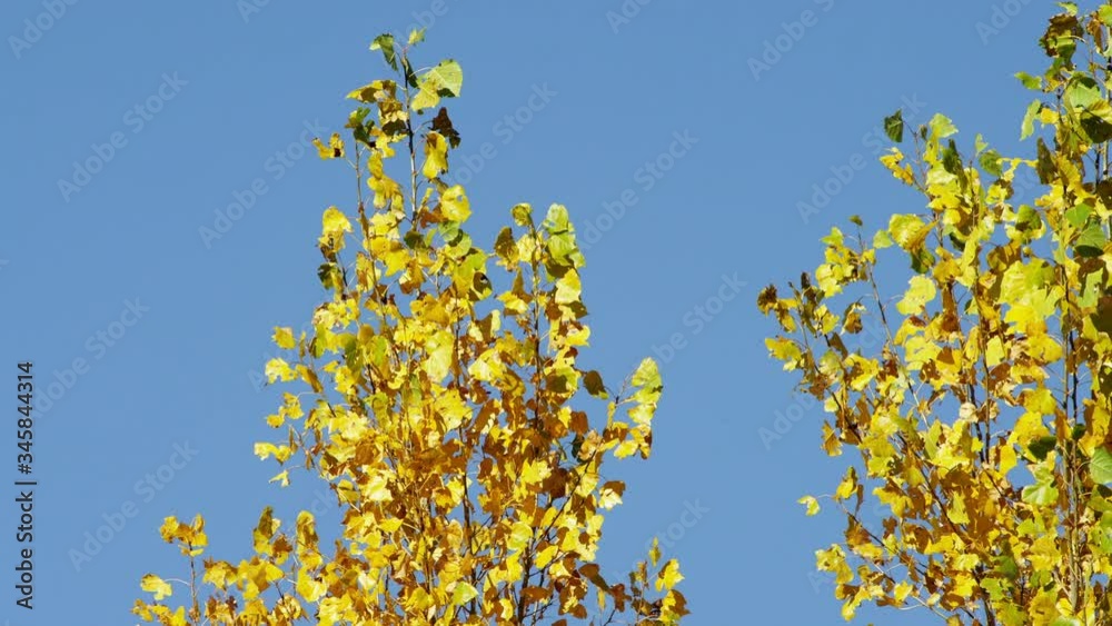 MS Treetops with yellow autumn leaves against blue sky