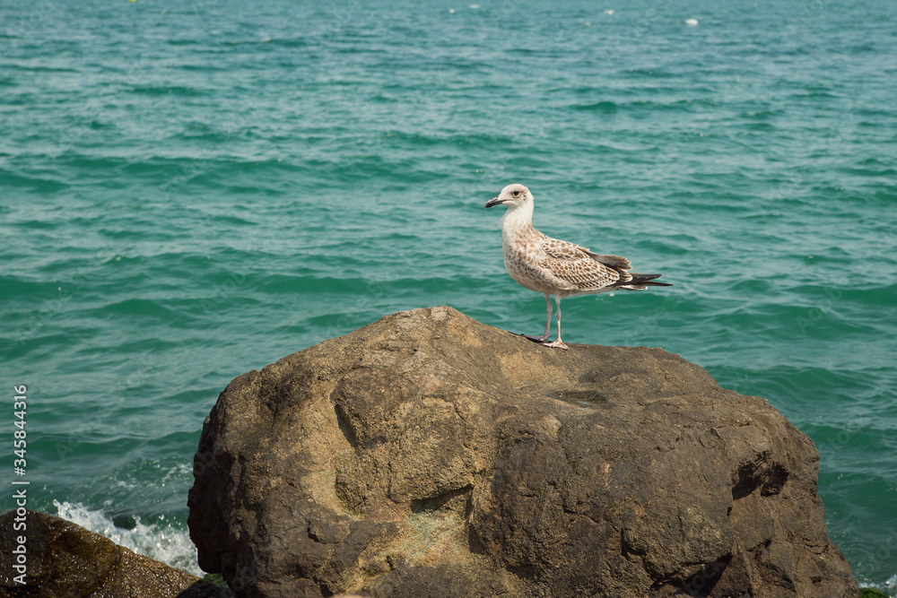 A seagull standing on a coastal stone against the background of a beautiful turquoise sea A seagull standing on a coastal stone against the background of a beautiful turquoise sea