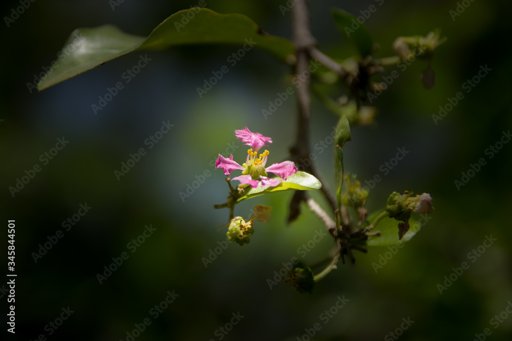 Fototapeta premium Pink Flower of Barbados or Acerola Cherry flower