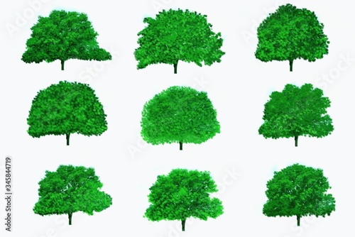 set of trees isolated on white background 