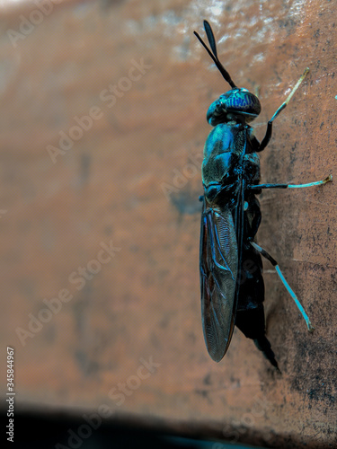 Macro Hermetia illucens or the black soldier fly on the wall. photo