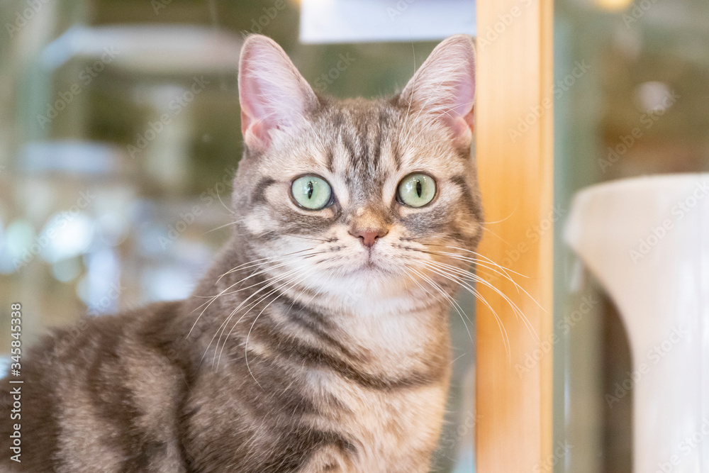 可愛い子猫 可愛い子猫