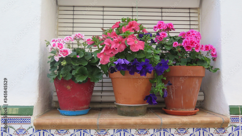 Three pot plants on window sill