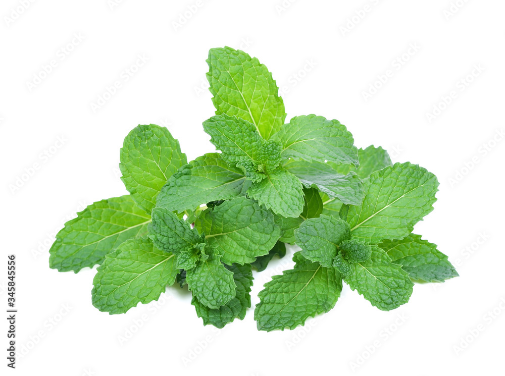 mint leaves isolated on white background