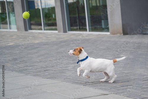 Purebred smooth-haired puppy Jack Russell Terrier plays on the street. Joyful little dog companion runs and jumps for a tennis ball. Active four-legged friend.