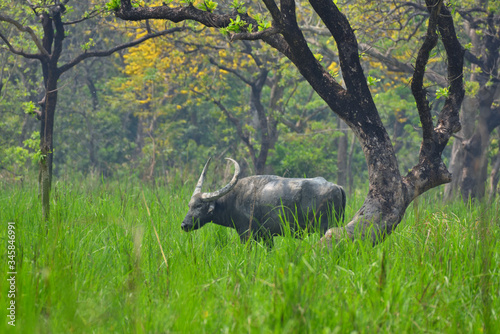 buffalo in the grass