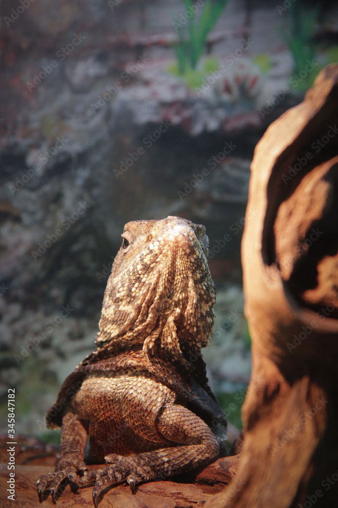 Obraz premium lizard on the rock