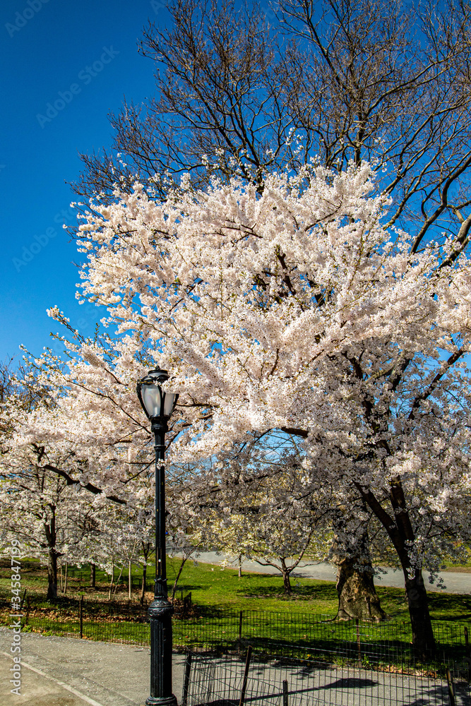 White Cherry blossom in Central Park New York White Cherry blossom in Central Park New York