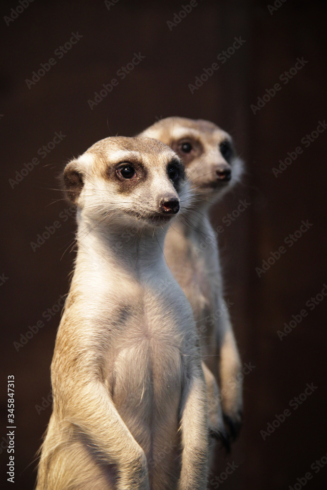 Fototapeta premium meerkat on guard