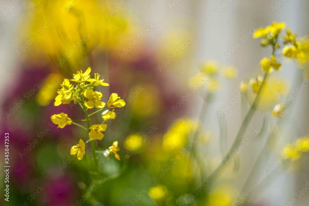Canola yellow rape flowers