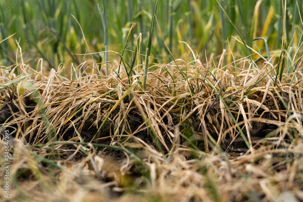 crop failure due to drought. Missing wheat on the field. The crisis in agriculture. crop failure due to drought. Missing wheat on the field. The crisis in agriculture.