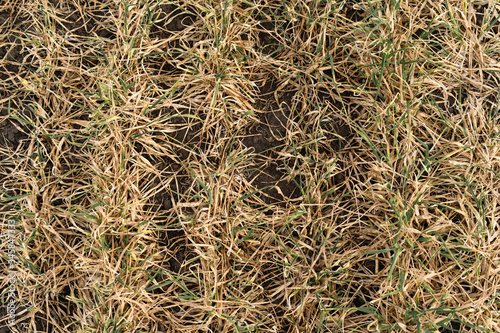 The texture of dry wheat on the field. The catastrophe and the grain harvest died. Drought in the fields.