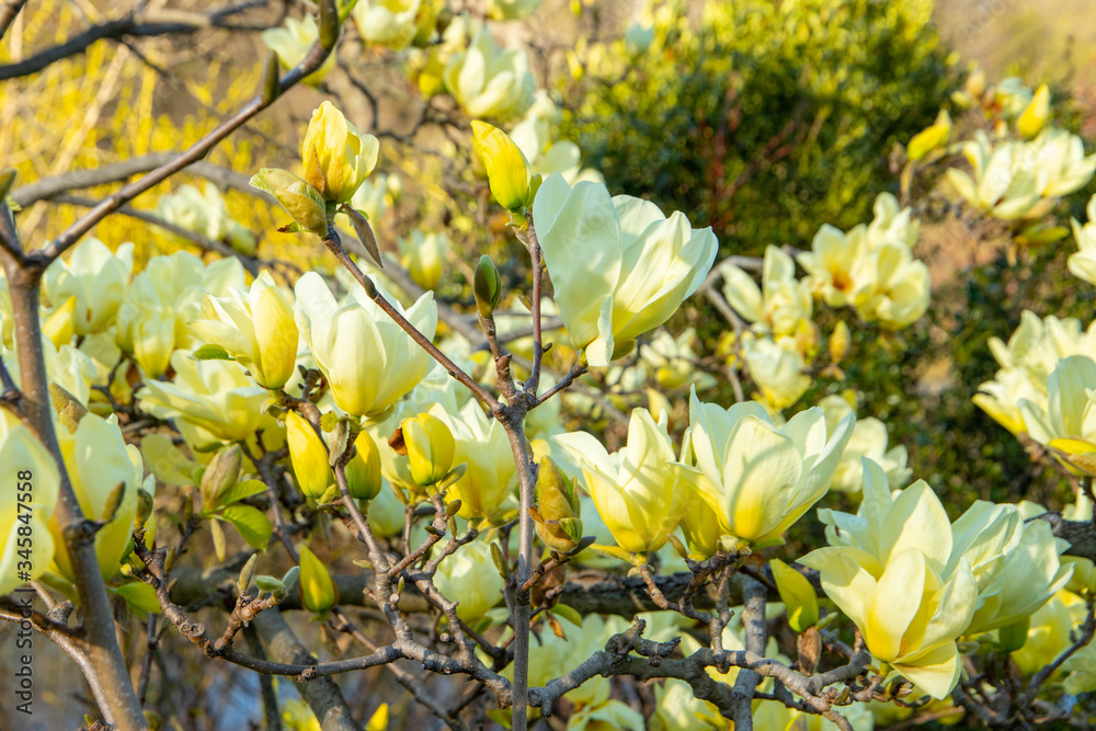 Yellow Magnolia Butterfly flowers blooming in the Spring