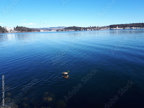 Water birds floating in the sea - Lysaker  photo