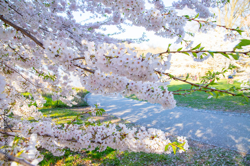 Fototapeta Naklejka Na Ścianę i Meble -  Cherry blossom bloom in New York City 