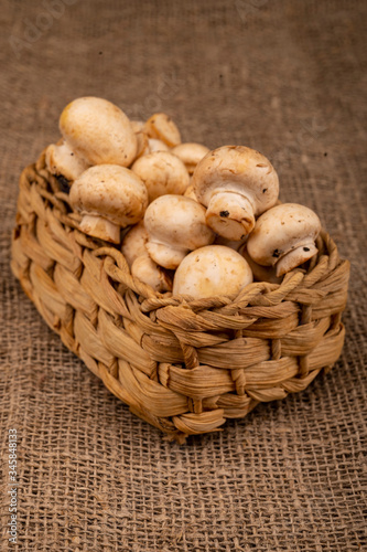 Young mushrooms in a wicker basket on a background of coarse homespun fabric. Close up.