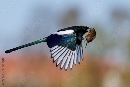 Obraz na plátně Eurasian magpie (Pica pica)