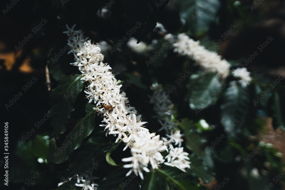 White coffee flowers on dark-toned coffee trees Coffee flower White coffee flowers on dark-toned coffee trees Coffee flower