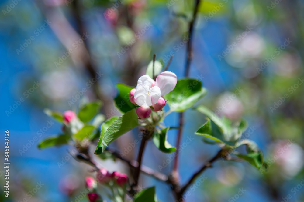 Blossom apple flowers in the spring on the blurred garden background. Blossom apple flowers in the spring on the blurred garden background.